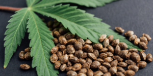 Hemp Seeds